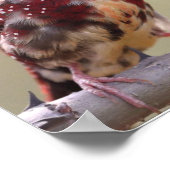 Nature Red Finch Bird Poster (Ecke)