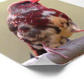 Nature Red Finch Bird Poster (Ecke)