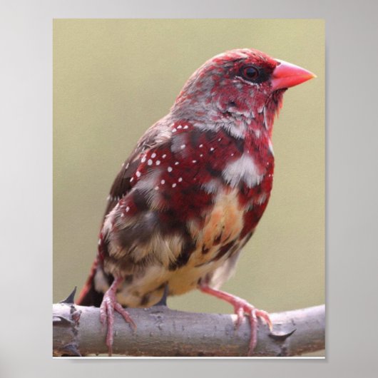 Nature Red Finch Bird Poster (Vorne)