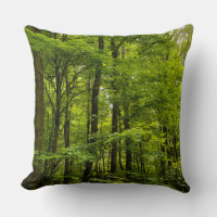 Nature Summer Green Forest Foto
