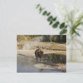 Nature Wildlife Foto American Bison Yellowstone Postkarte (Stehend Vorderseite)