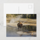 Nature Wildlife Foto American Bison Yellowstone Postkarte (Vorne/Hinten)