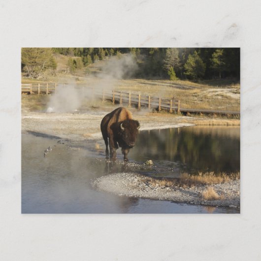 Nature Wildlife Foto American Bison Yellowstone Postkarte (Vorderseite)
