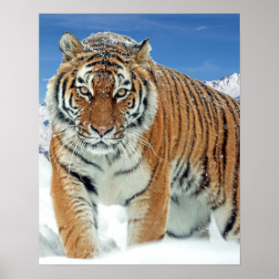 Nature Winter Foto Tiger Snow Mountains Poster
