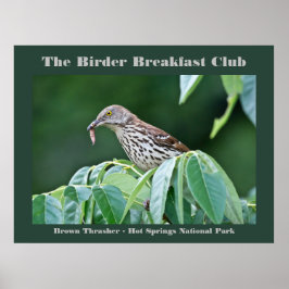 Naturefotografie Brown Thrasher Vogelbeobachter Ca Poster