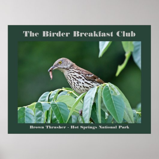 Naturefotografie Brown Thrasher Vogelbeobachter Ca Poster (Vorne)