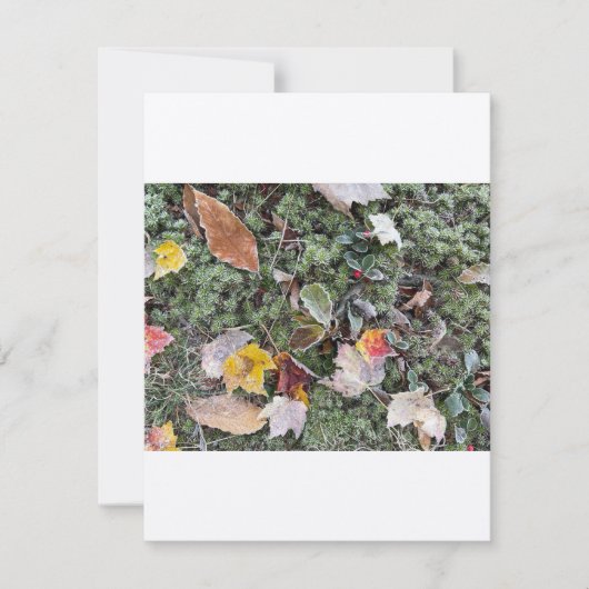 Naturefrost, Flachnotierkarte Mitteilungskarte (Vorderseite)