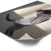 Natureposter Schlafen Russisch Blau Poster (Ecke)