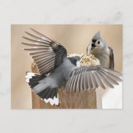 Nature's Ballet: Ein Tanz der Federn Postkarte