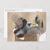 Nature's Ballet: Ein Tanz der Federn Postkarte (Vorne/Hinten)