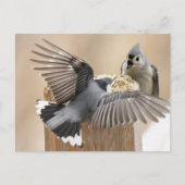 Nature's Ballet: Ein Tanz der Federn Postkarte (Vorderseite)