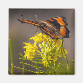 Natures Beauty Milberts Tortoiseshell Butterfly Magnet (Vorne)