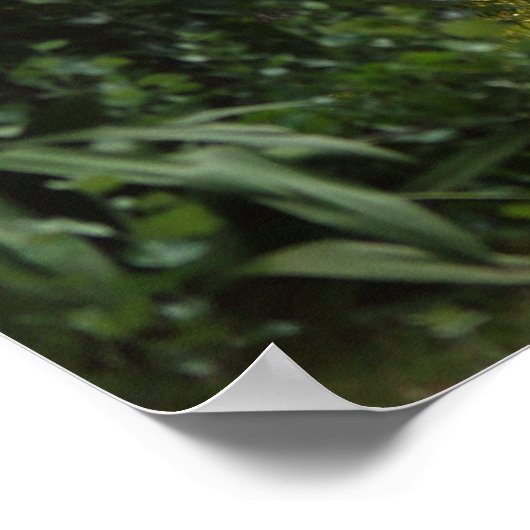 Natures Beauty Poster (Ecke)