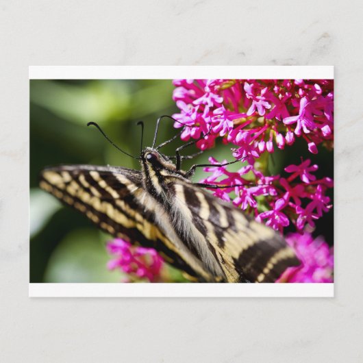 Natures Beauty Postkarte (Vorderseite)