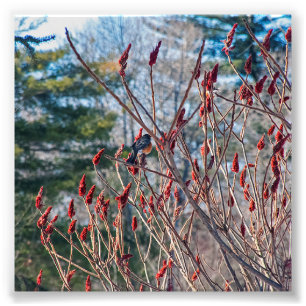 "Nature's Beauty" von Shawn Tomlinson Foto print