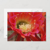 Nature's Dance Postkarte (Vorne/Hinten)