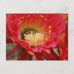 Nature's Dance Postkarte