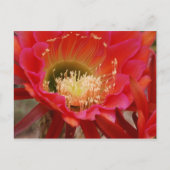 Nature's Dance Postkarte (Vorderseite)