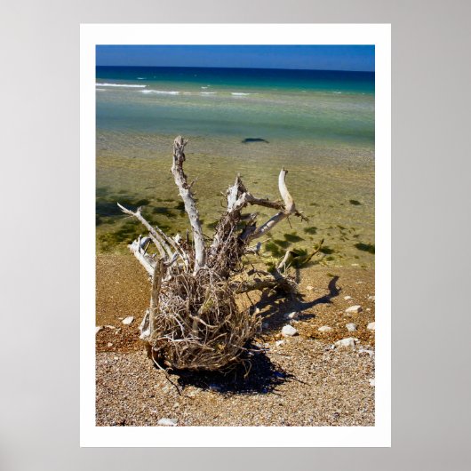 Nature's Elements - Driftwood Beach Poster (Vorne)
