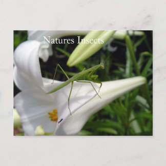 Natures Insects On Flower Postkarte
