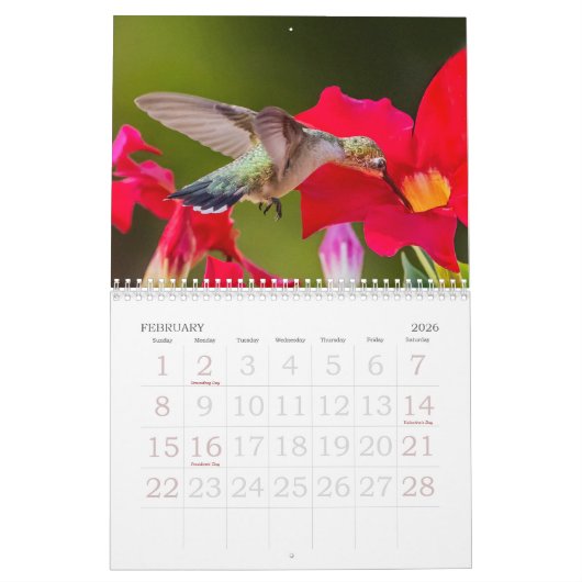 Nature's Little Miracles Hummingbirds Kalender (Feb 2026)
