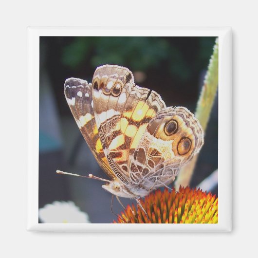 Natures Patterns Magnet (Vorne)