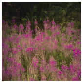 Natures Pink Fabric Stoff (Nahaufnahme)