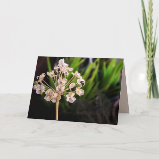 Nature's Seed : Fotografy Macro Card Karte (Vorderseite)