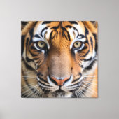 Nature's Wild Animals - Tiger Canvas Leinwanddruck (Vorderseite)