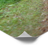 Naturewald Pfad Fotografie Poster Art MN (Ecke)