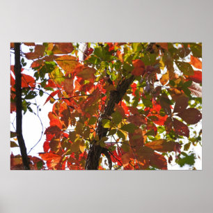 Naturfarben mit farbigen Herbstblättern Poster