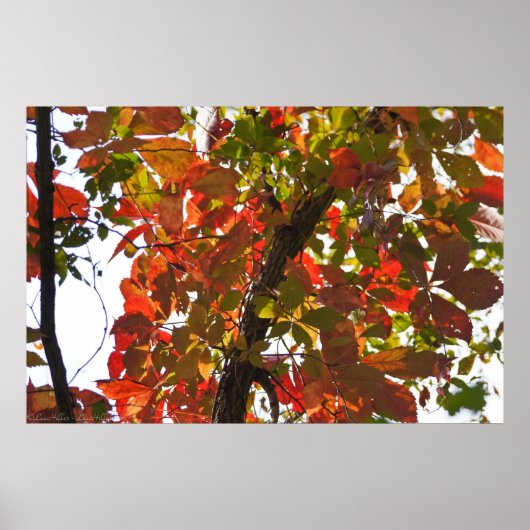 Naturfarben mit farbigen Herbstblättern Poster (Vorne)