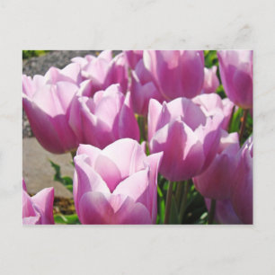 Naturfarbenfrohe Lila Tulip-Blume Postkarte