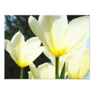 Naturflorale Fotografie Tulip Blume Kunstdrucke