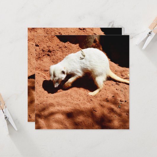 Naturforager: Weißes Meerkat-Graben für Busche (Vorderseite/Rückseite Beispiel)