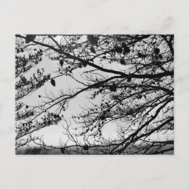 Naturfoto auf Postkarte