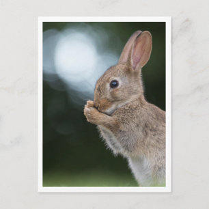 Naturfoto von einem Kaninchen Postkarte