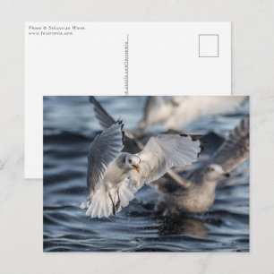 Naturfoto von Möwen Postkarte