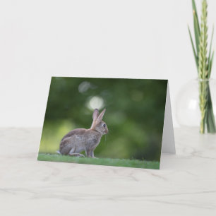 Naturfoto von wildem Kaninchen Karte