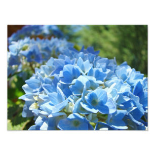 Naturfotografie Blaue Hortensie Florale Büro Fotodruck