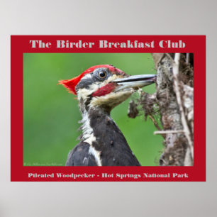 Naturfotografie Buntspecht Vogelliebhaber Poster