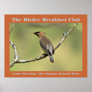 Naturfotografie Cedar Waxwing Vogelbeobachter Poster