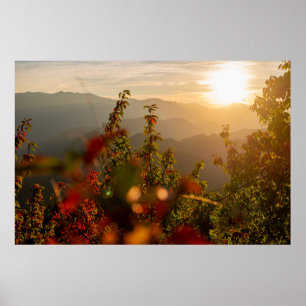 NATURFOTOGRAFIE DER GRÜNEN BÄUME MIT BLICK AUF DEN POSTER