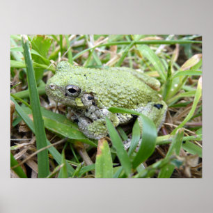 Naturfotografie des Östlichen Grauen Laubfroschs Poster