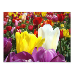 Naturfotografie Drucke Tulip Blume Garten