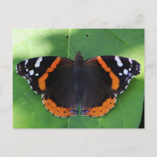 Naturfotografie für Garten- und Insektenliebhaber Postkarte