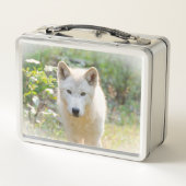 Naturfotografie, Kanadischer Grauer Wolf Metall Brotdose (Rückseite)