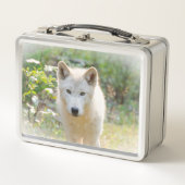 Naturfotografie, Kanadischer Grauer Wolf Metall Brotdose (Vorderseite)