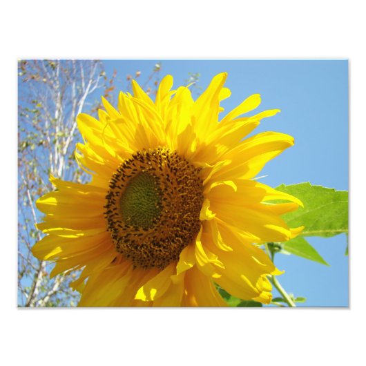 Naturfotografie Kunst druckt Sonnenblumen Fotodruck (Vorne)