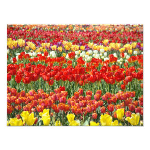 Naturfotografie Kunstdrucke Tulip Blume Field Fotodruck